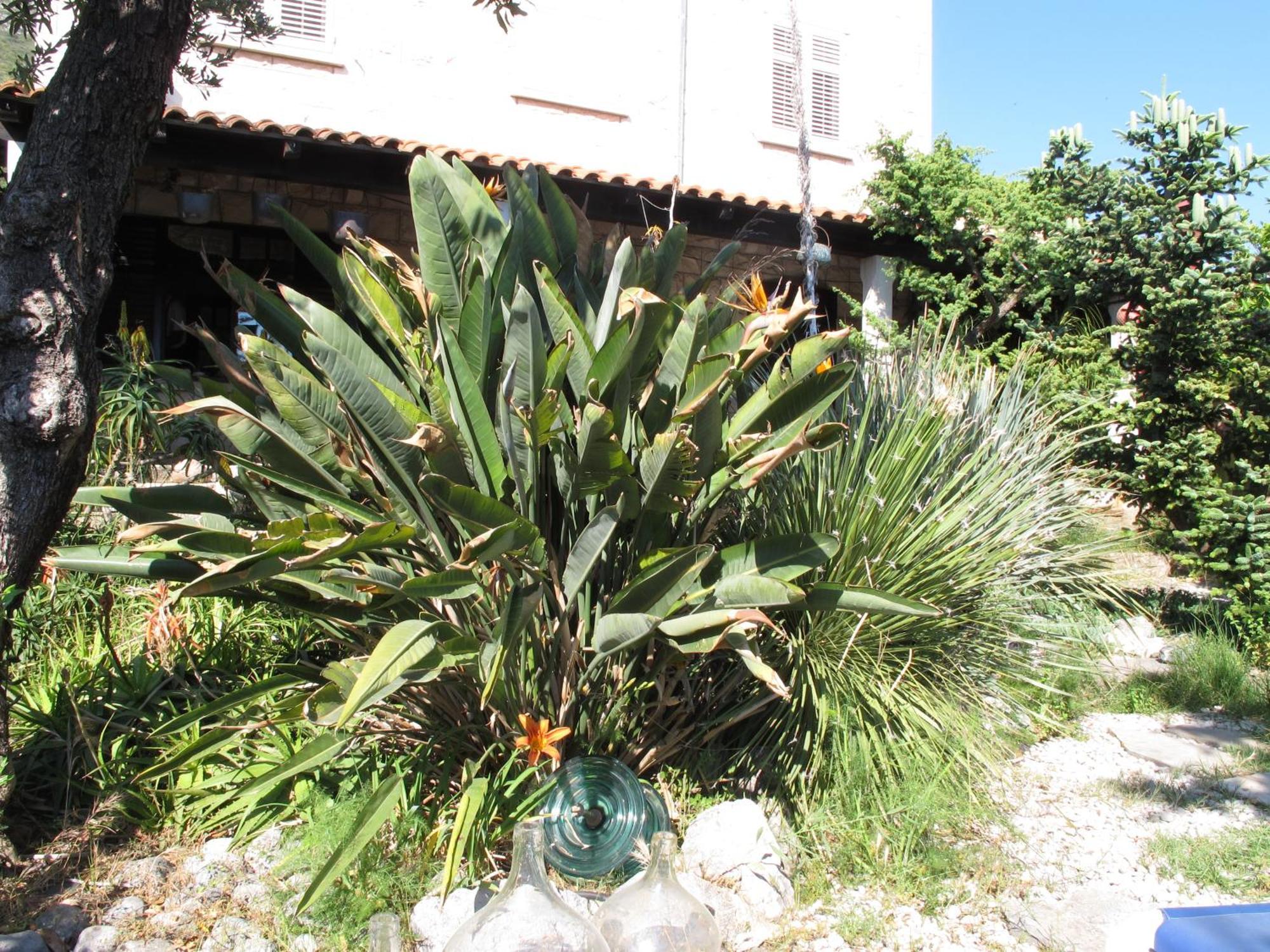 Guest House Maria Bilicic 2 Dubrovnik Ngoại thất bức ảnh